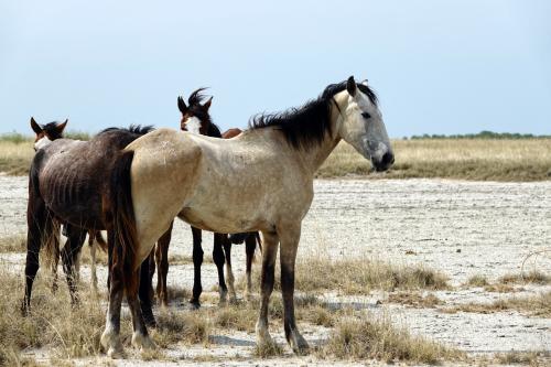 Wildepaarden