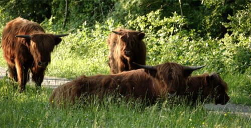 Schotse Hooglanders 