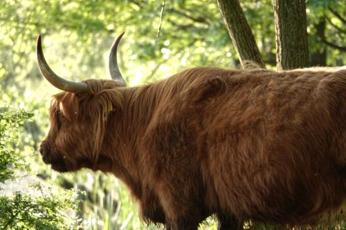 Schotse Hooglander 