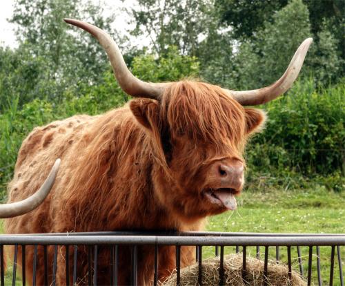 Schotse hooglander