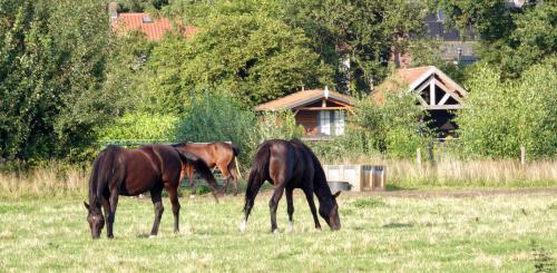 Paarden