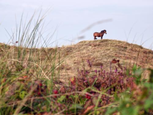 Exmoorpony