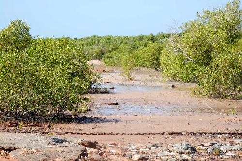 Mangrove  Streeters Jetty BroomeWestern Australia