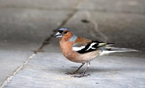 Vink 