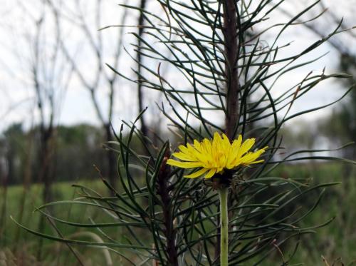 Paardenbloem 