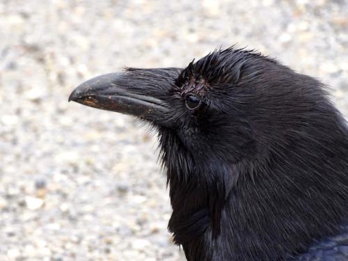 American crow 