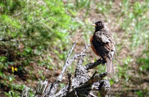 American robin