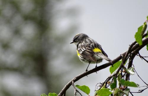 Yellow-rumped warbler 