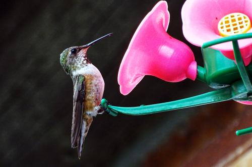 Ruby-throated hummingbird