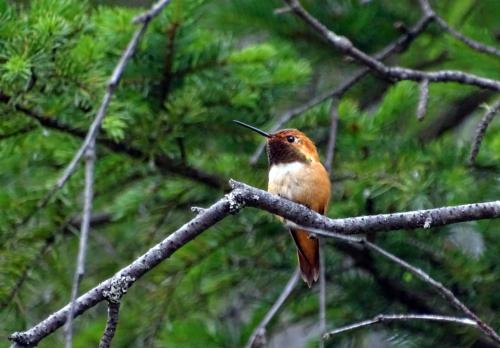 Rufous hummingbird