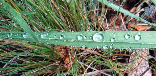 Grasspriet met druppels