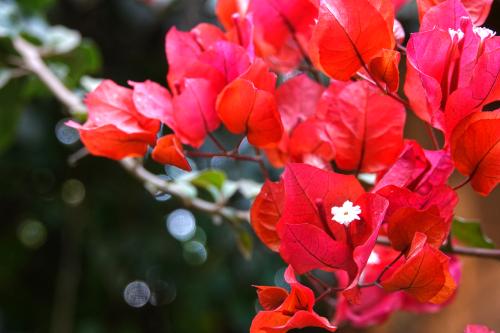 Bougainville