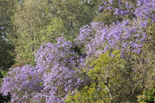 Bougainville