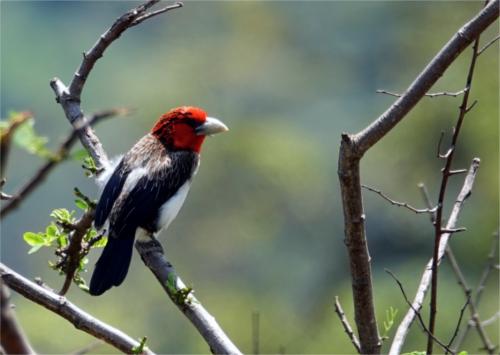 Bruinborstbaardvogel