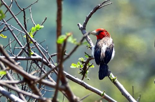 Bruinborstbaardvogel