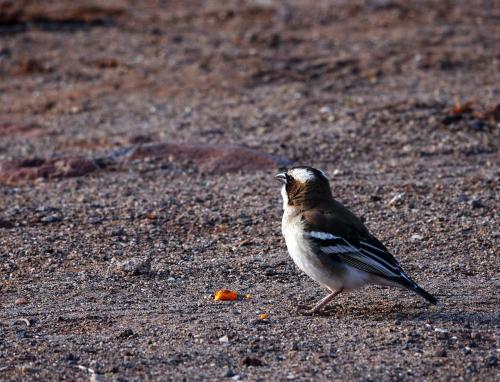 Wevervogel   Namibië Mariental