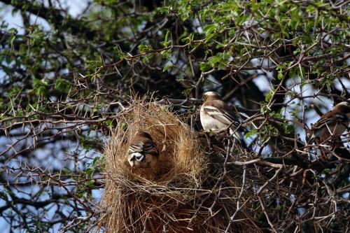 Wevervogels   Namibië Mariental