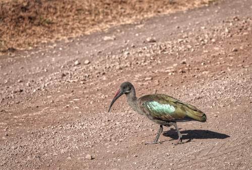 Hadada ibis