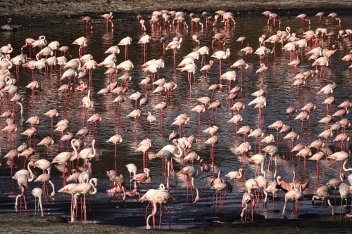 Flamingos