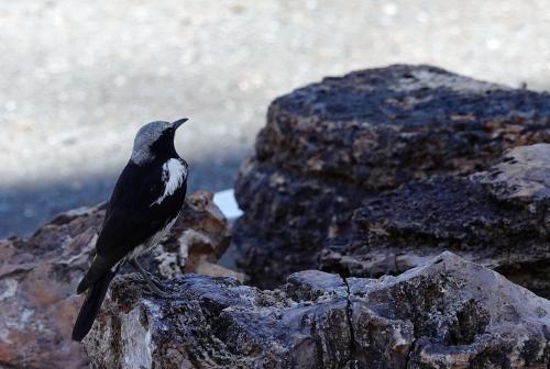 Bergtapuit     Namibië Mariental