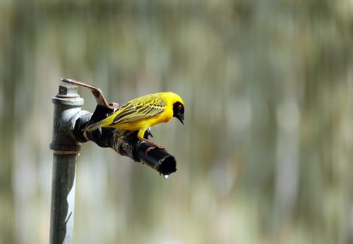 Wevervogel    Namibië Keetmanshoop