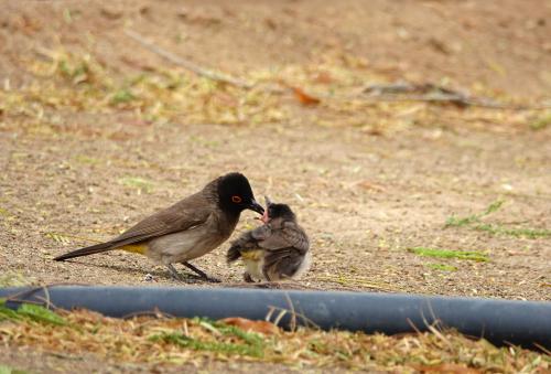 Roodoog Bulbul    Namibië  Keetmanshoop