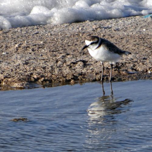 Strandplevier 