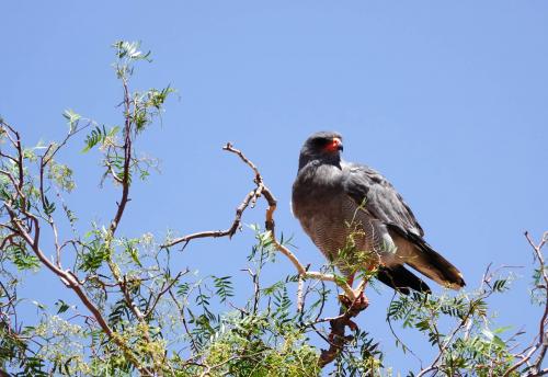 Afrikaanse sperwer   Namibië    Aus