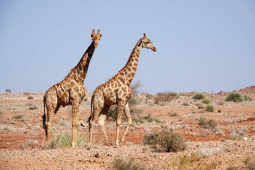 Giraffen 