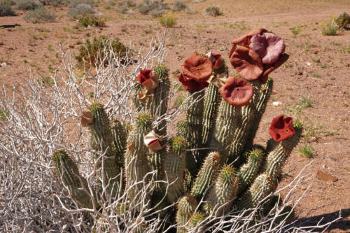 Hoodia 