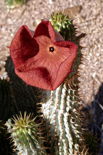 Hoodia