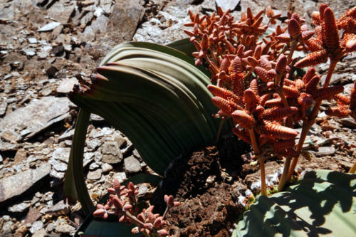 Welwitschia