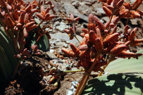 Welwitschia 