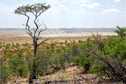 Etosha NP West Olifantsrus 