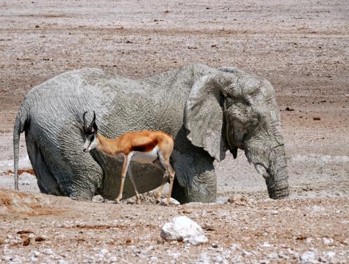 Olifant en springbok 