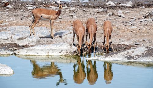 Impala's