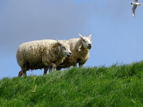 Texelse schapen 