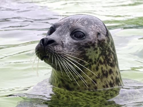 Zeehond 