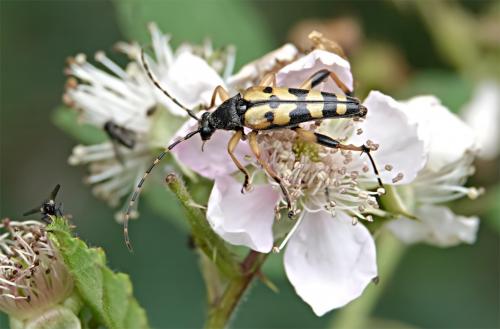 Geringde smalboktor