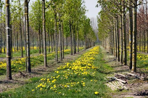 Paardebloemen  tussen fruitbomen