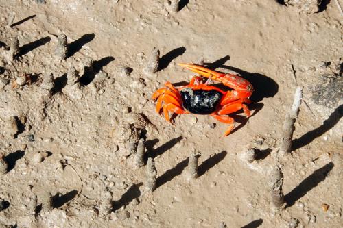 vioolkrab, Fiddler crab 