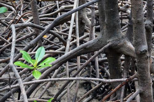 Mangrove Fannie BayDarwinNorthern Australia