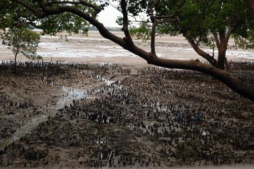 Mangrove walk trail Fannie bayDarwinNorthern Australia