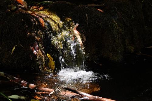 Zebedee springs 