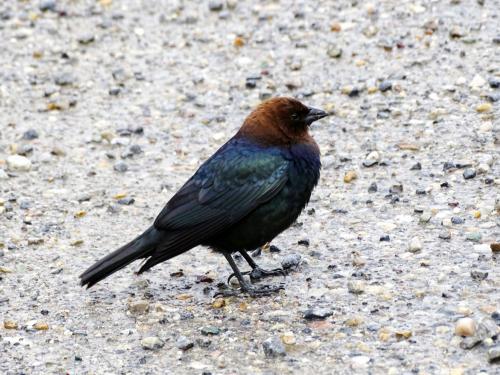 Brown-headed cowbird 