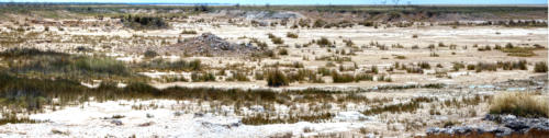 Landschap Etosha NP