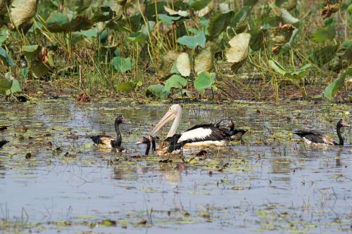 Pelikaan, Magpie gans, Mamukala wetlands