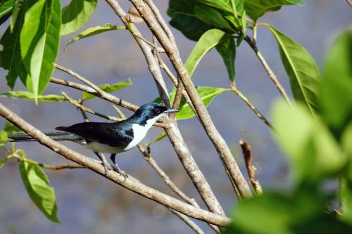 Willie Wagtail 