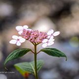 Hortensia oamacha