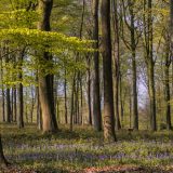 Lente-in-het-Bos